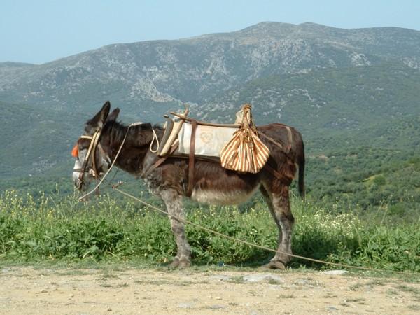 http://www.korfoe.net/griekenland_foto/mei2003/ezel+zadelGR.jpg