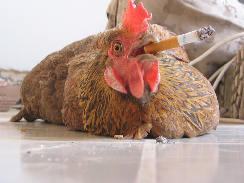 http://3.bp.blogspot.com/_dPOBQ8VxDH8/TSYTYZP62pI/AAAAAAAAApU/FC7L0dDxBro/s1600/smoking+chicken.jpg