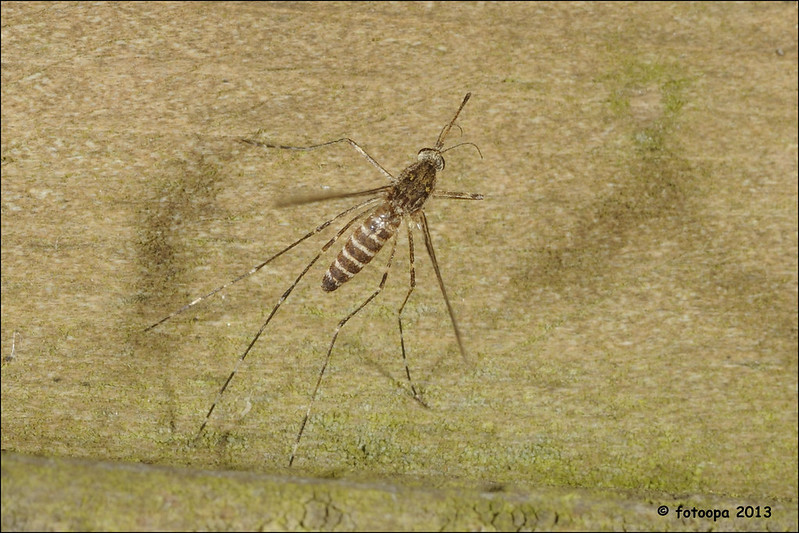 http://farm9.staticflickr.com/8109/8618468979_7fbc3b9bdb_c.jpg